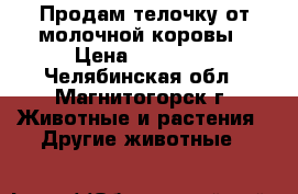 Продам телочку от молочной коровы › Цена ­ 12 000 - Челябинская обл., Магнитогорск г. Животные и растения » Другие животные   